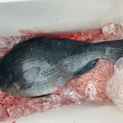 千津丸 釣果