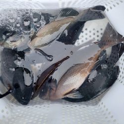 しば渡船 釣果