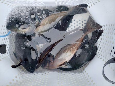 しば渡船 釣果