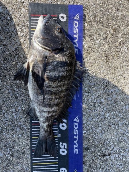 イチノ兄弟、釣果!