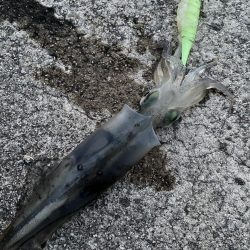 サワラ狙いからのヤリイカ