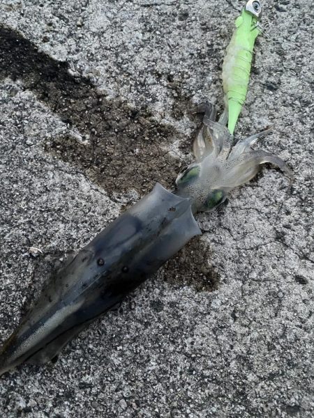 サワラ狙いからのヤリイカ