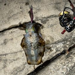 この時期に久しぶりの釣行！