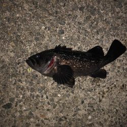 釣り堀で見た事あるやつ