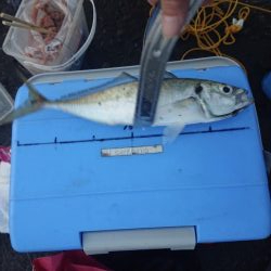 越前三国港尺アジ祭り開催中！！