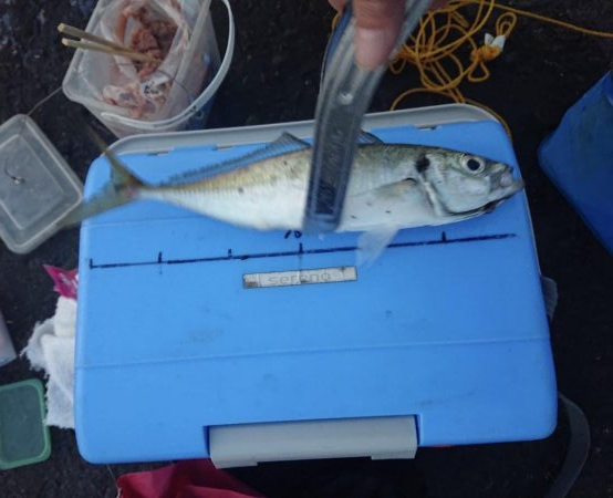 越前三国港尺アジ祭り開催中！！