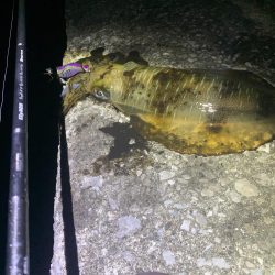 エギング釣行⑥