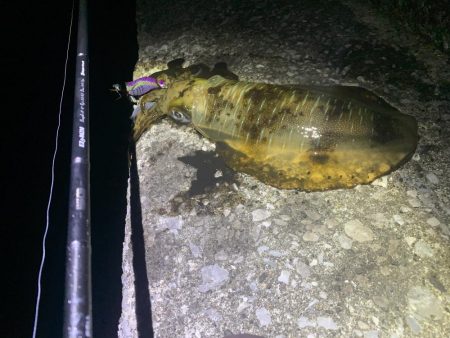 エギング釣行⑥