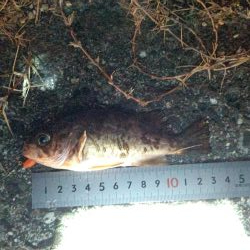 赤潮がかなりひどい…