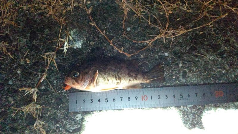 赤潮がかなりひどい…