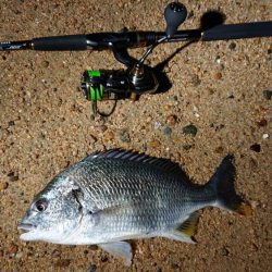 芦屋浜ナイトゲームでキビレ