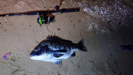 雨の前に芦屋浜でチヌ