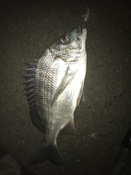 セイゴにチヌ！