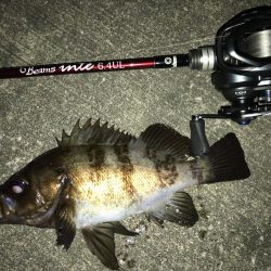 久々のメバリング