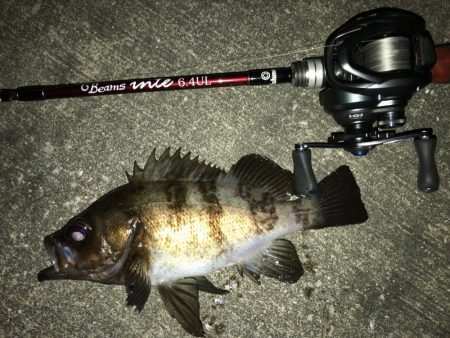 久々のメバリング