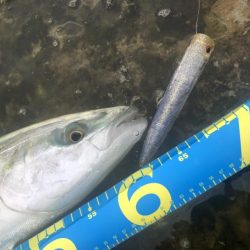 今日もトップで