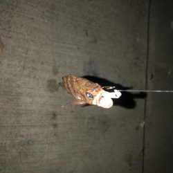 究極、ベビサの1.5！