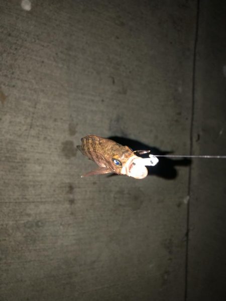 究極、ベビサの1.5！