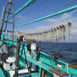 スルメイカ45杯 ヤリイカも