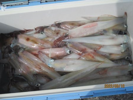 ヤリイカ　入食い！