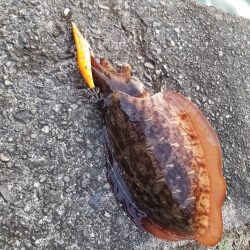 仕事帰りにシャクシャク