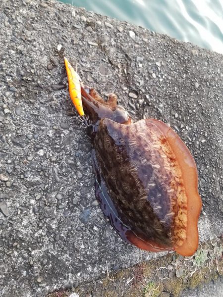 仕事帰りにシャクシャク