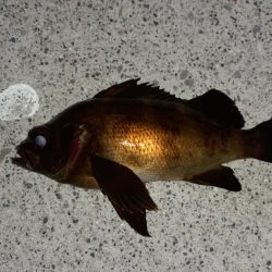 春の観音崎夜釣り