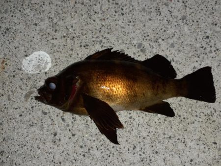 春の観音崎夜釣り