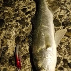 久しぶりのシーバス釣り