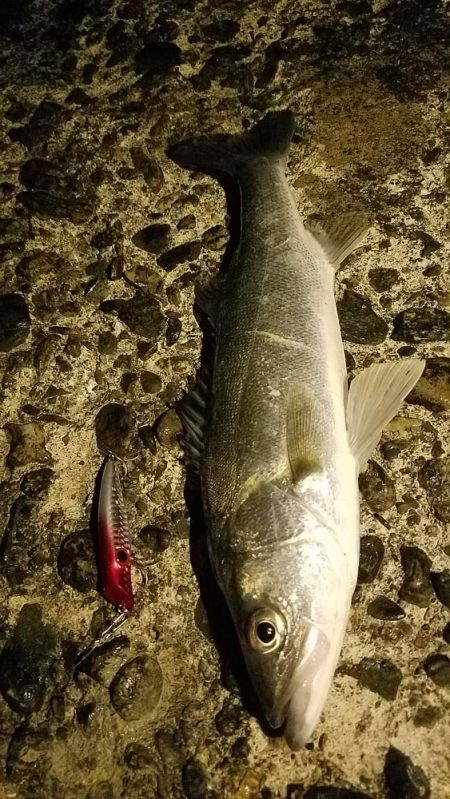 久しぶりのシーバス釣り