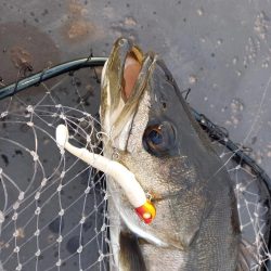 朝のパトロール釣果