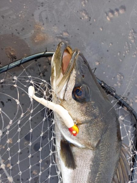 朝のパトロール釣果