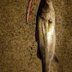 大きいのは何処?