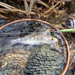 ダウンでしか食わせられなかった