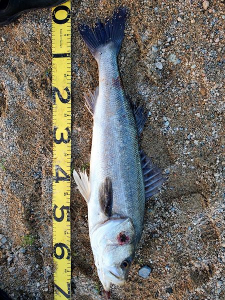 レバーブレーキルアーフィッシング