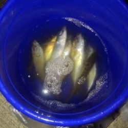 アジが苦しいこのごろですがダメ元でアジ釣りに☆彡