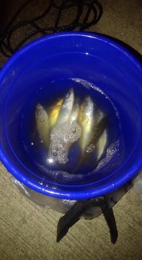 アジが苦しいこのごろですがダメ元でアジ釣り…