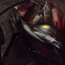 続くアジの不作。。。 ちゅらい(;´д` ) でもボウズって訳ではないのでアタック!!