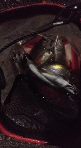 続くアジの不作。。。　　ちゅらい（；´д｀…