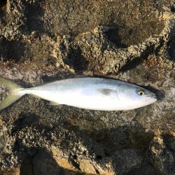 ハマチ50-53cm 3匹