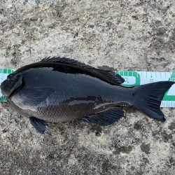 寒グレ！白子ぉーーー！！！