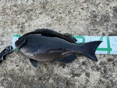 寒グレ！白子ぉーーー！！！