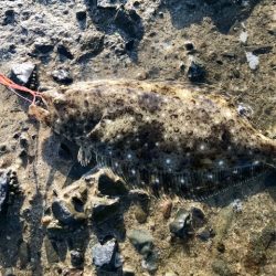 ミニタイラバでソゲ2枚