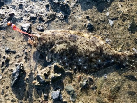 ミニタイラバでソゲ２枚