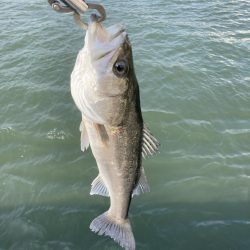 仕事終わりの短時間釣行