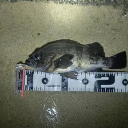 今年やっと満足できた