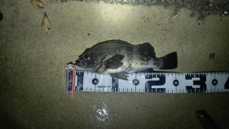 今年やっと満足できた