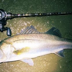 ドブ川はハク絨毯