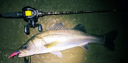 ドブ川はハク絨毯