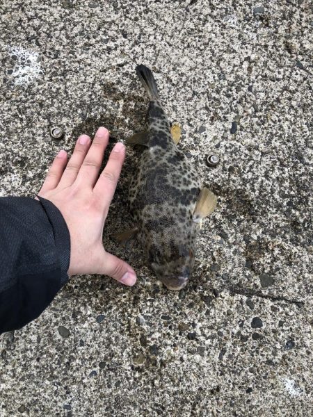 今年初のハッピー